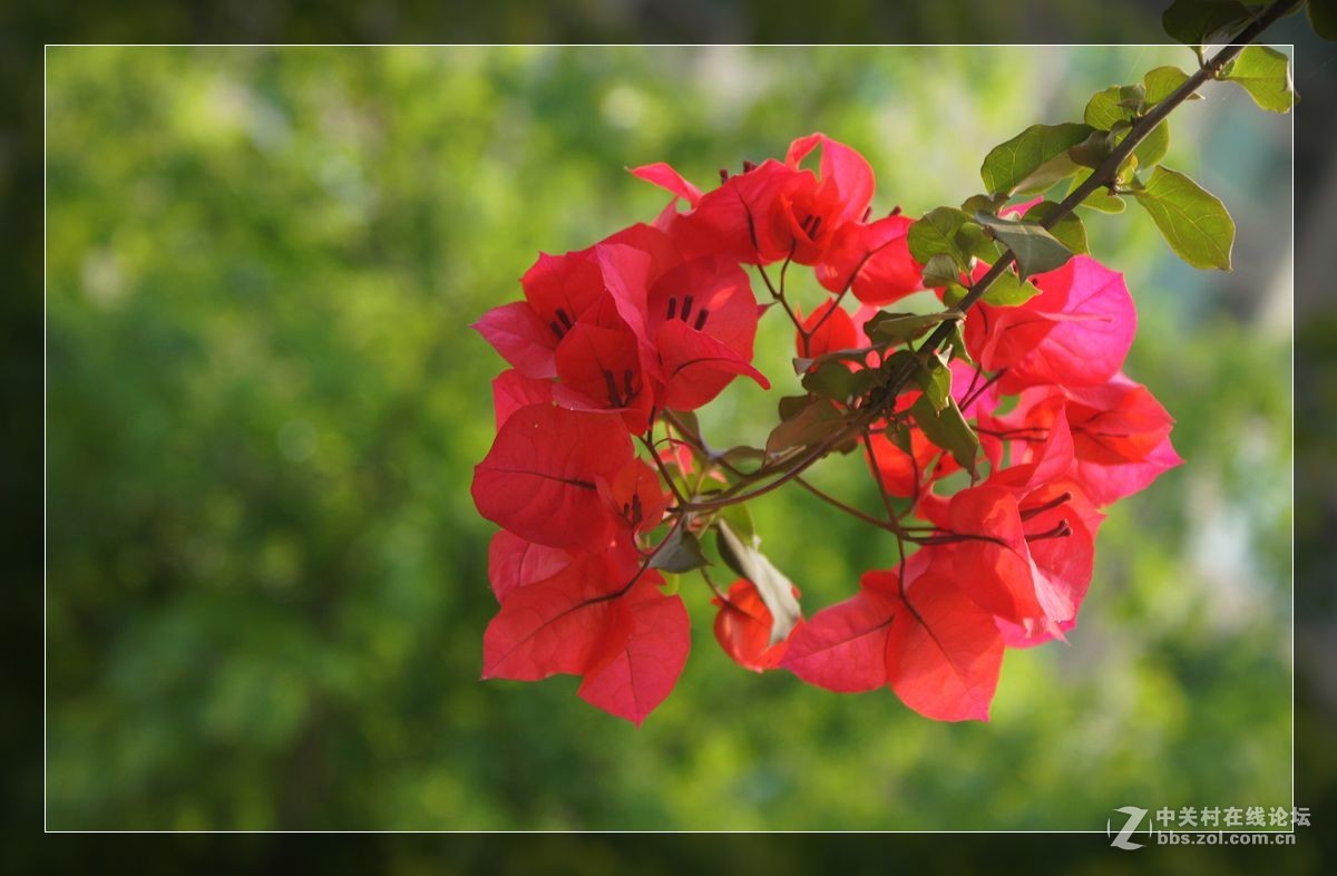 三角梅一组——祝好友晚之秋荣任佳能5DsR星空(中国)版主！