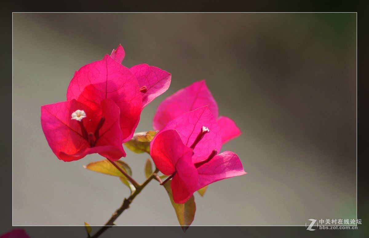 三角梅一组——祝好友晚之秋荣任佳能5DsR星空(中国)版主！