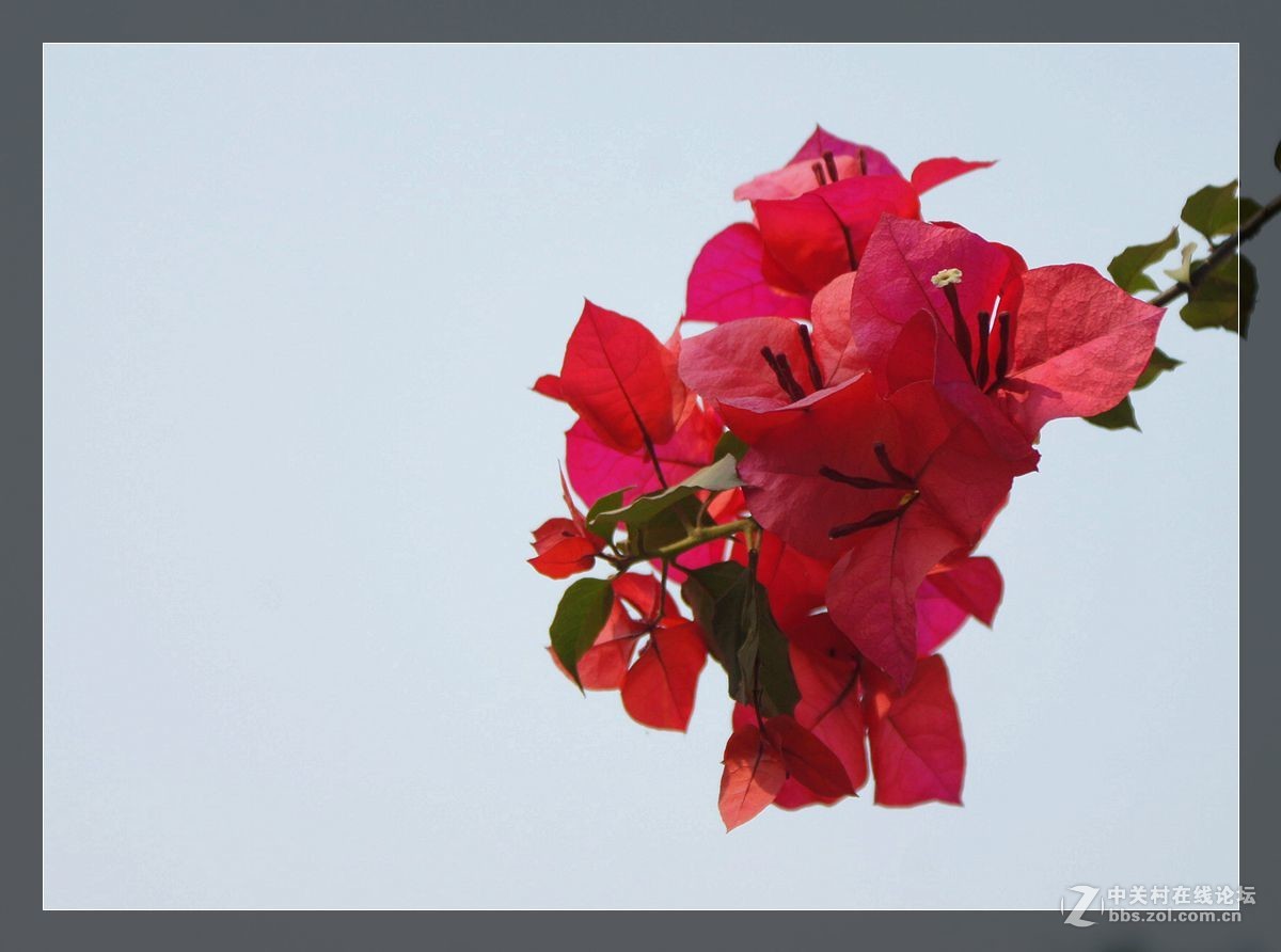 三角梅一组——祝好友晚之秋荣任佳能5DsR星空(中国)版主！