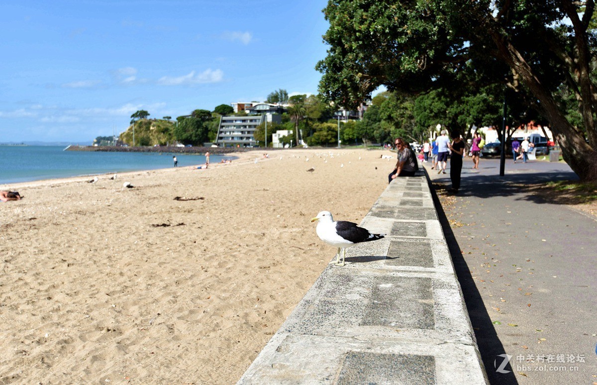 奥克兰市中心最近的使命湾 海滩