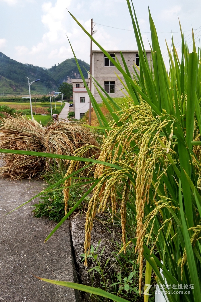 又是一年丰收时