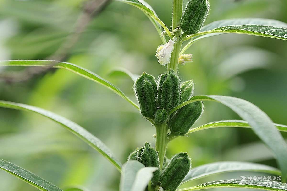 芝麻芝麻花