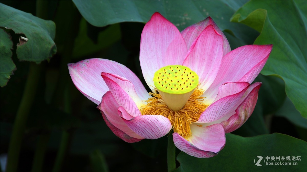 金秋时节花花草草