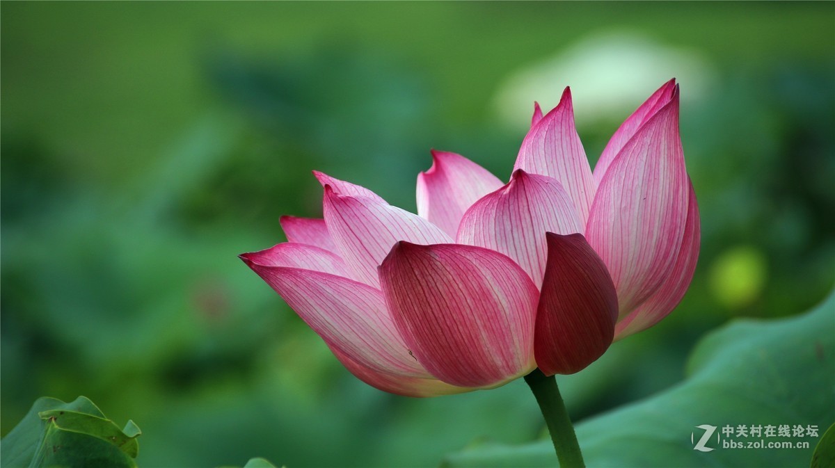 金秋时节花花草草