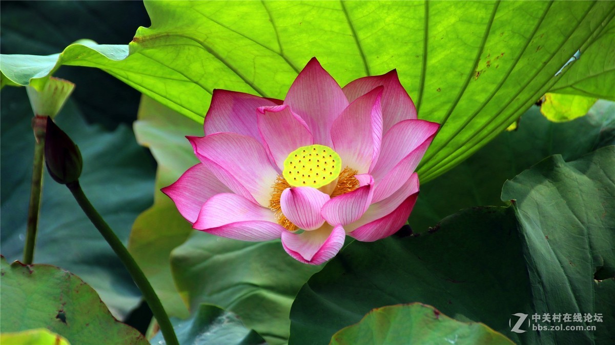 金秋时节花花草草