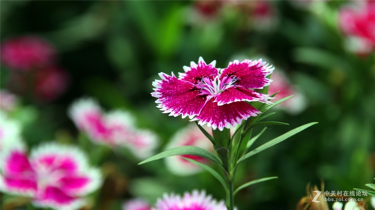 金秋时节花花草草