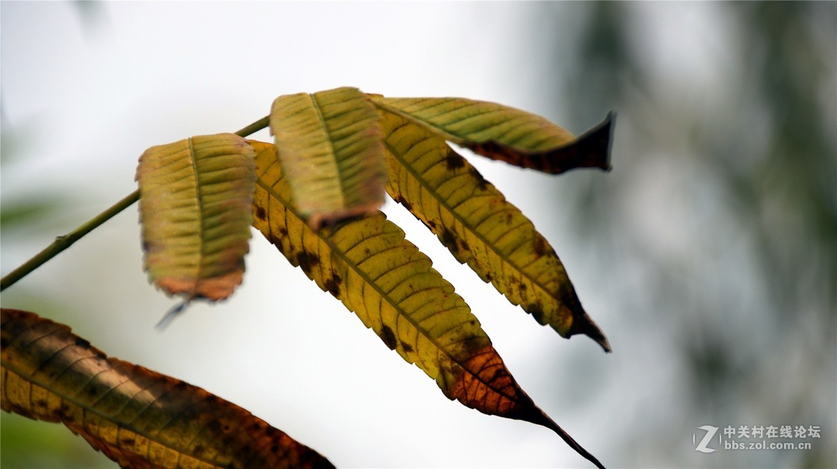 金秋时节花花草草