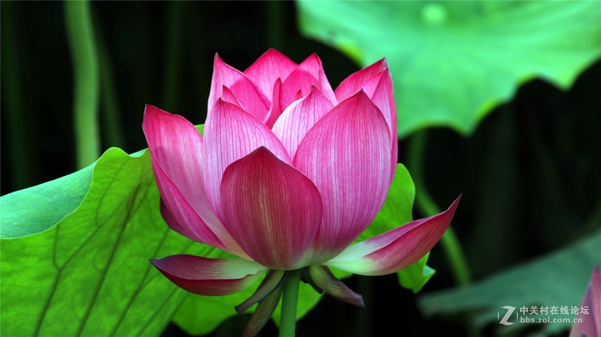 金秋时节花花草草