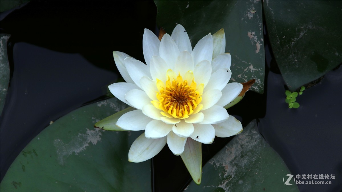 金秋时节花花草草