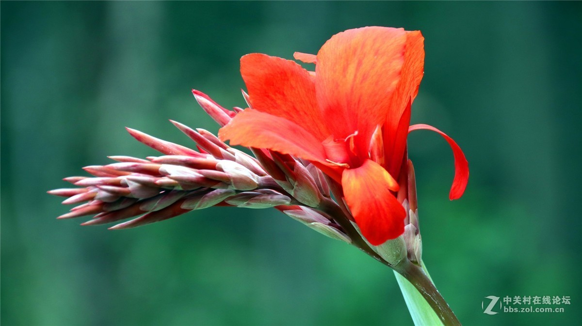 金秋时节花花草草