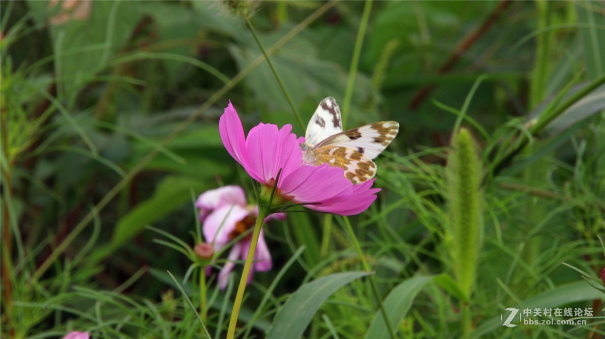 金秋时节花花草草
