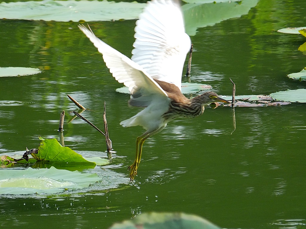 公 园 拍鹭 （五） 完