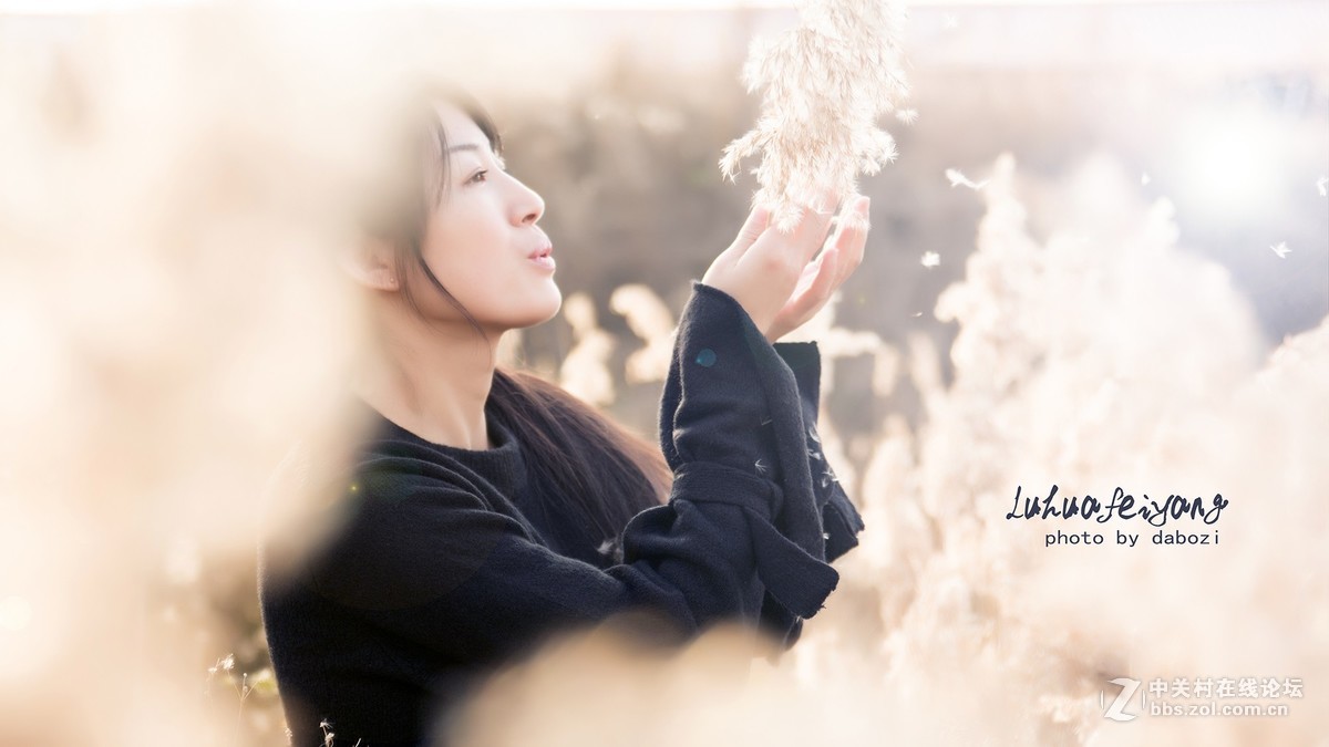 芦花飞扬 思念成殇