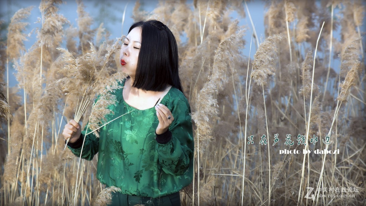 芦花飞扬 思念成殇