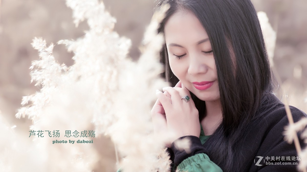 芦花飞扬 思念成殇