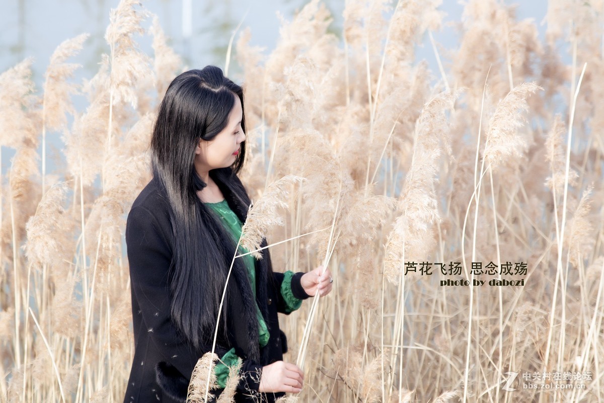 芦花飞扬 思念成殇