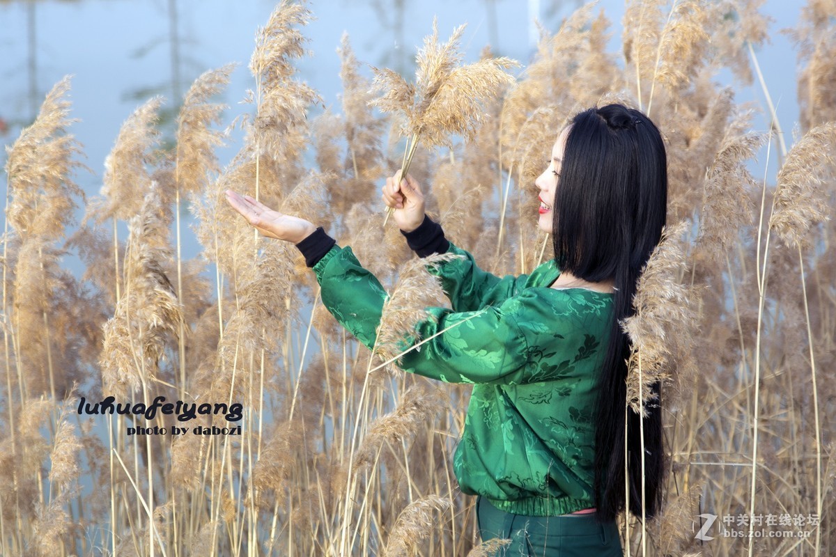 芦花飞扬 思念成殇