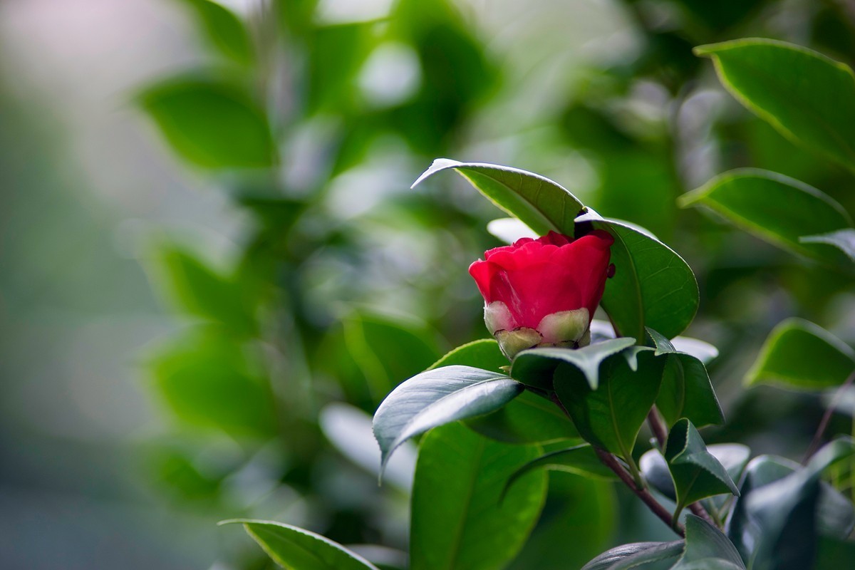 a7M2+Minolta AF 200mm F2.8 APO G ( 运用机内设置中性试拍 )
