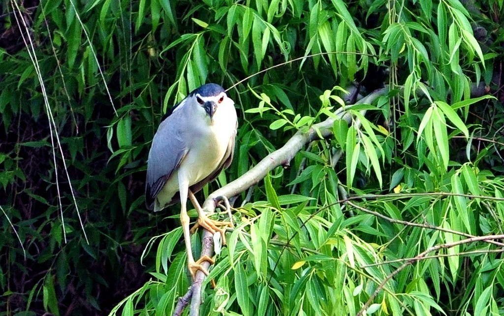 用尼康D90，70-300头拍鸟