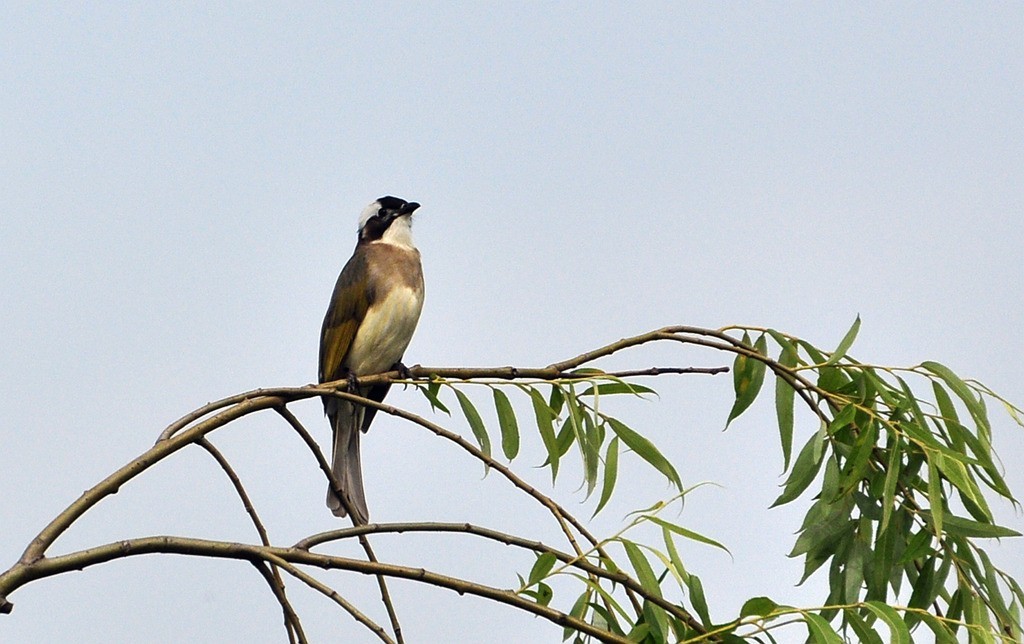 用尼康D90，70-300头拍鸟