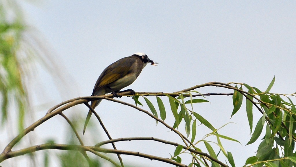 用尼康D90，70-300头拍鸟