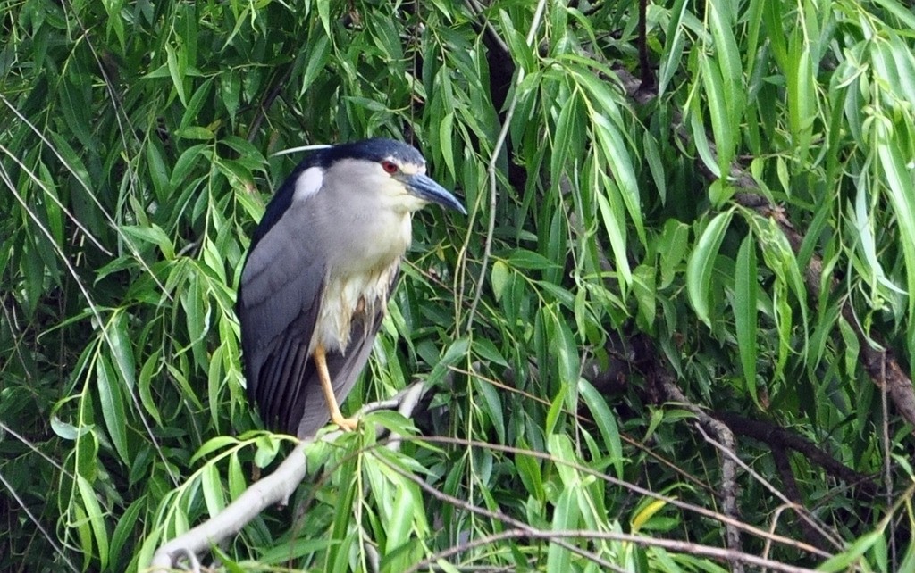 用尼康D90，70-300头拍鸟