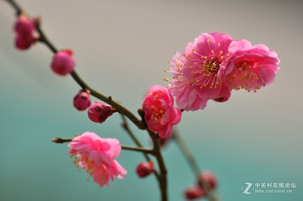 梅花迎春------祝朋友们新春快乐！