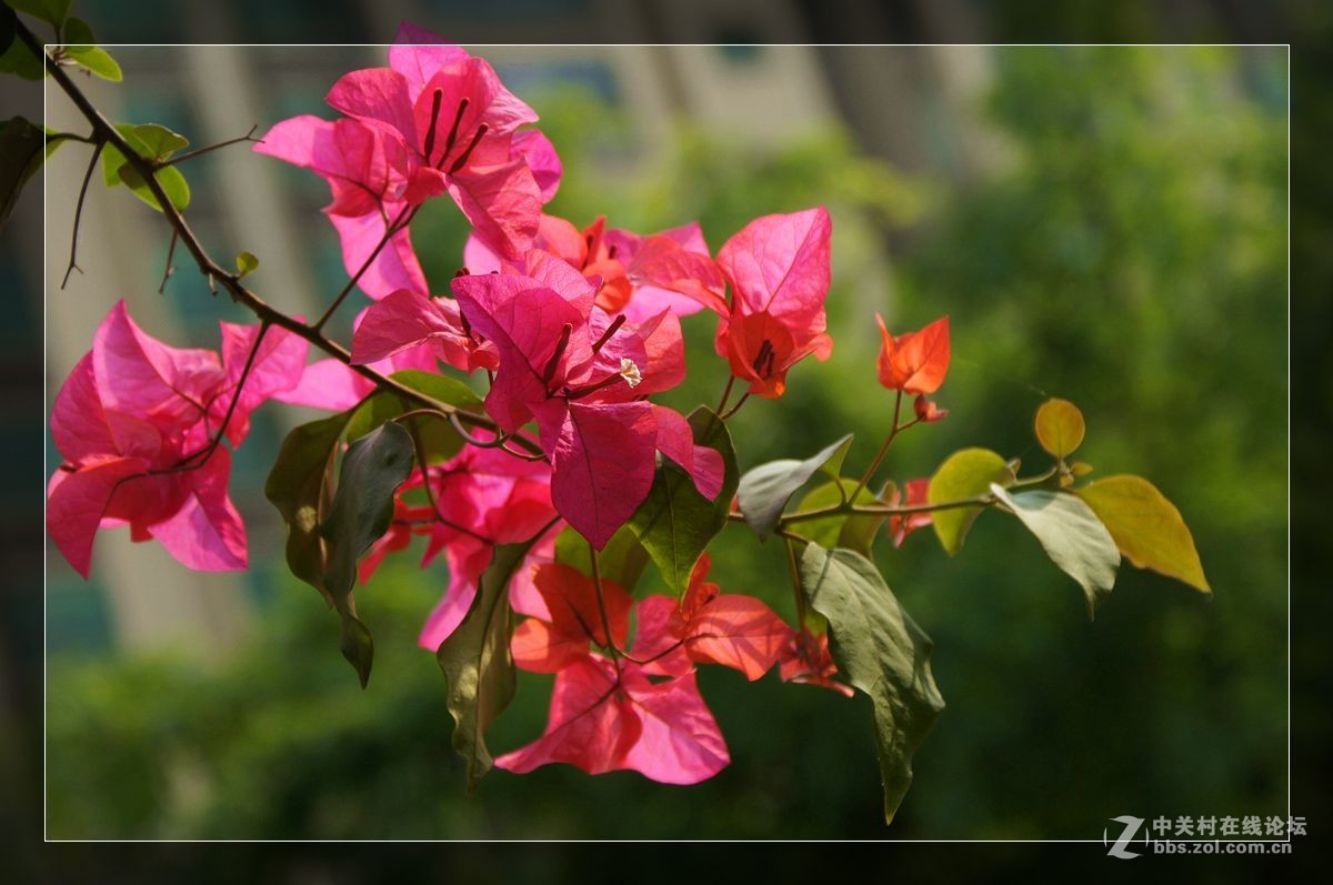 三角梅一组——祝好友晚之秋荣任佳能5DsR星空(中国)版主！