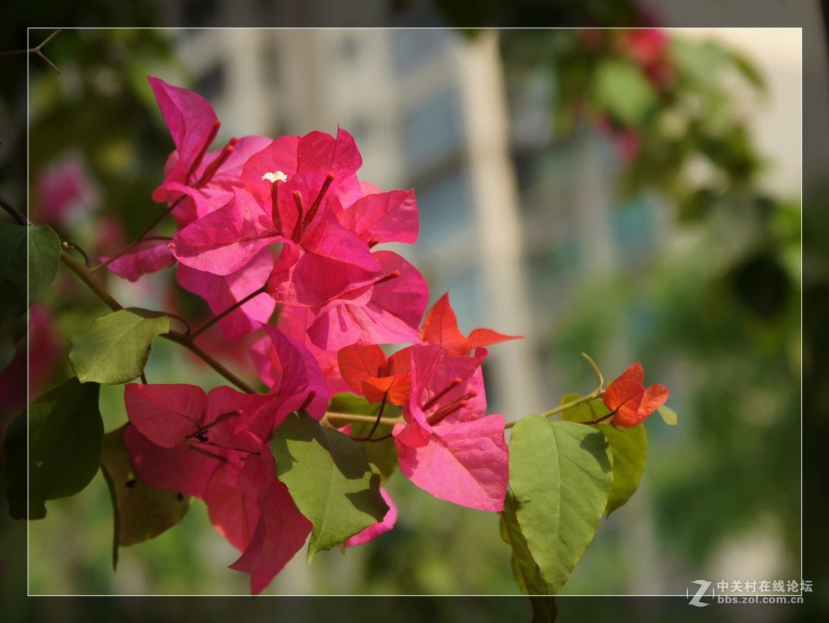 三角梅一组——祝好友晚之秋荣任佳能5DsR星空(中国)版主！