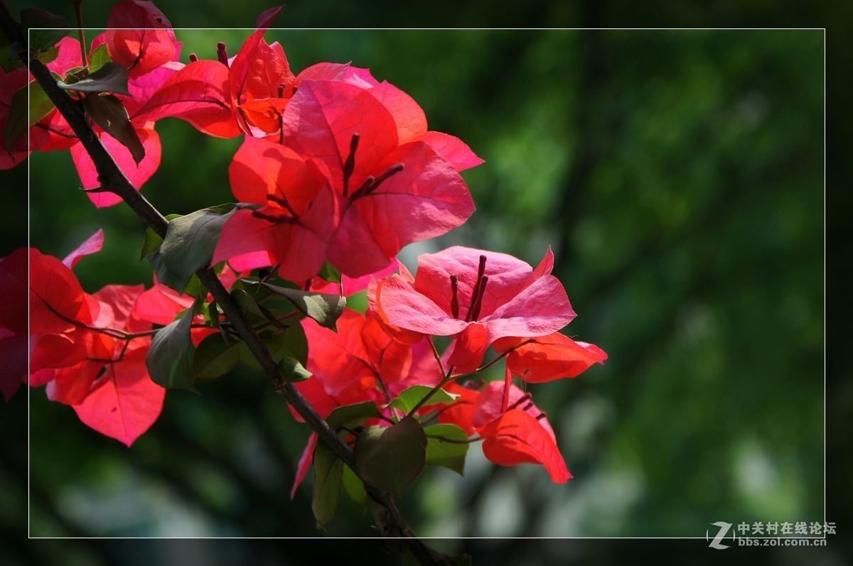 三角梅一组——祝好友晚之秋荣任佳能5DsR星空(中国)版主！