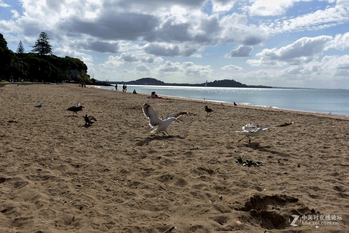 奥克兰市中心最近的使命湾 海滩