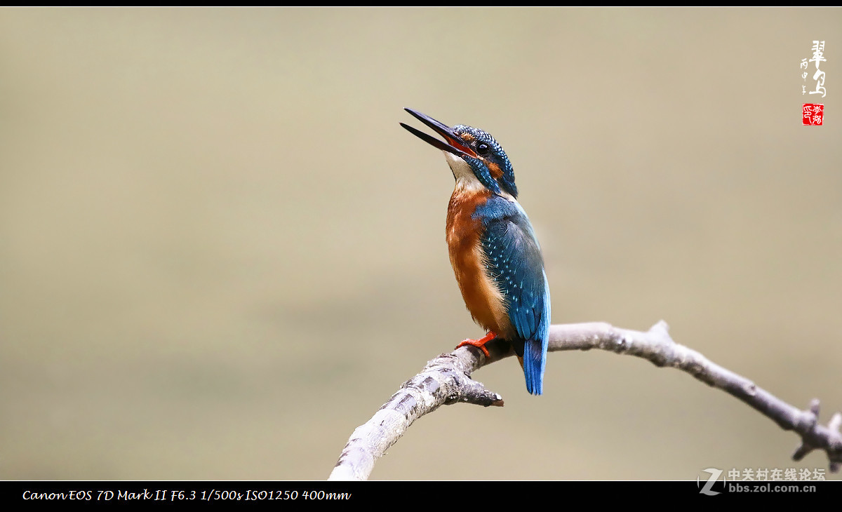 荷花绽放正当时