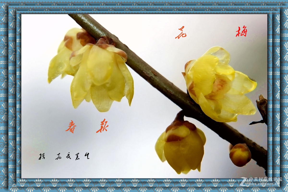 梅花报春