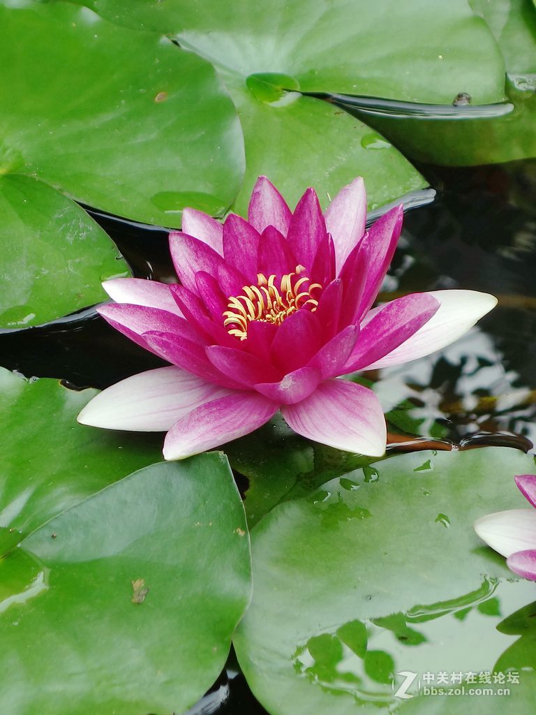 17-15-粉红睡莲