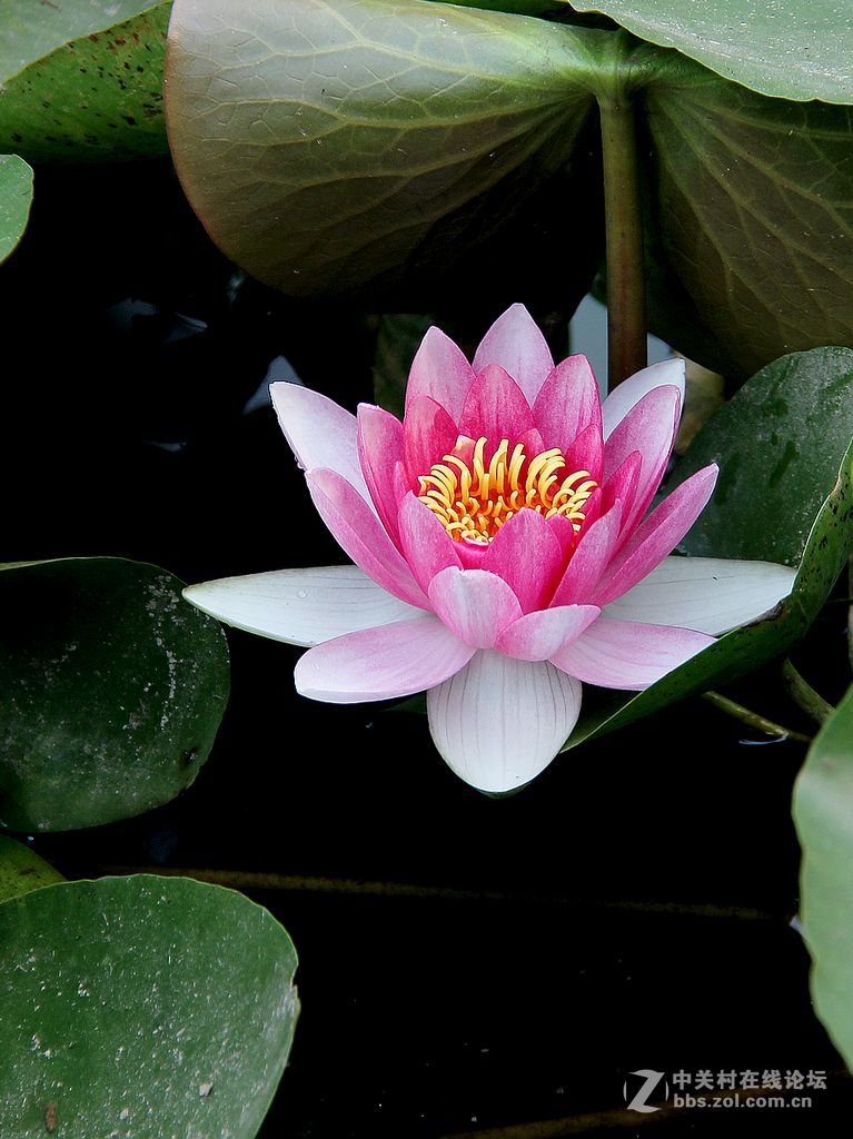 17-15-粉红睡莲