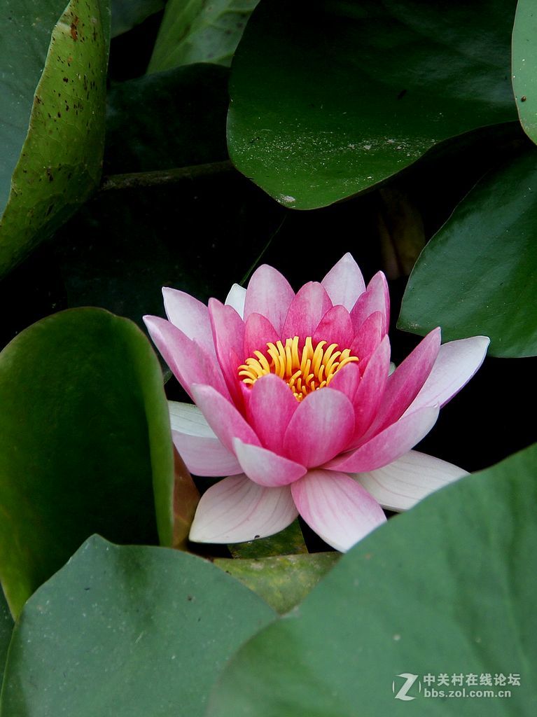 17-15-粉红睡莲