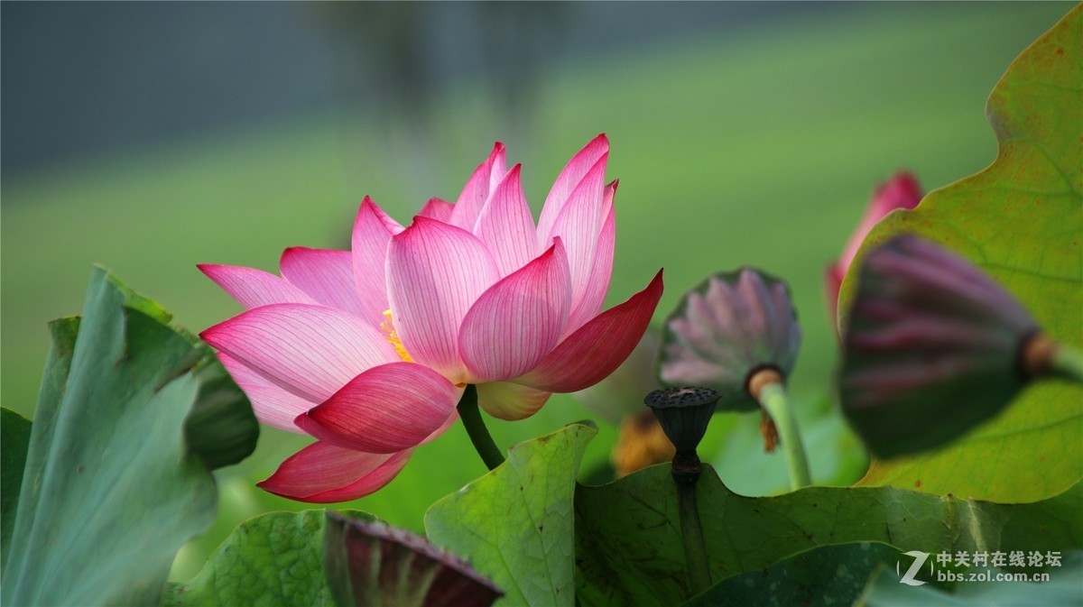 金秋时节花花草草