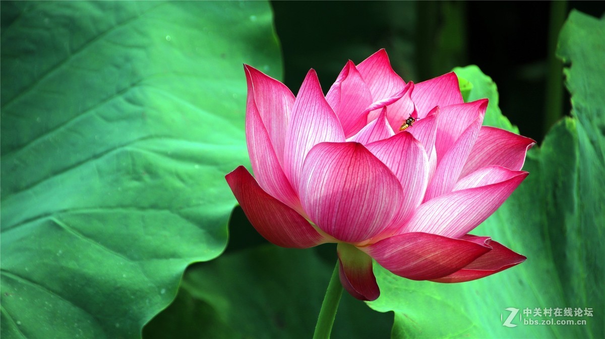 金秋时节花花草草