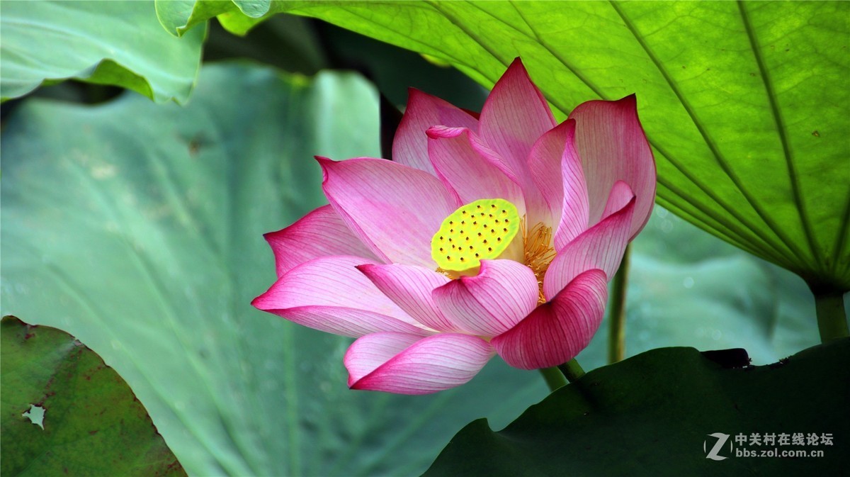 金秋时节花花草草