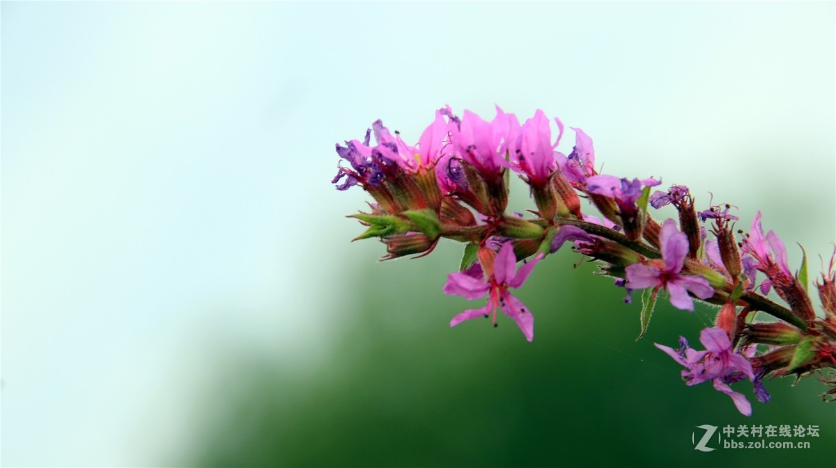 金秋时节花花草草