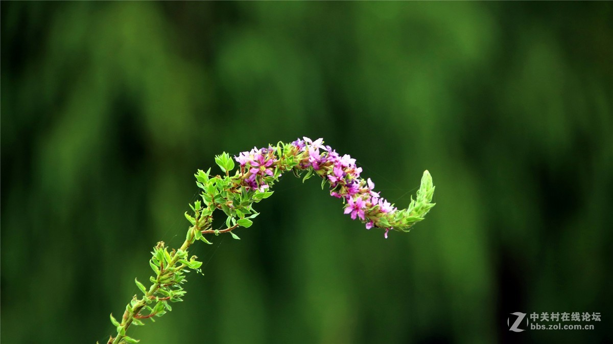 金秋时节花花草草