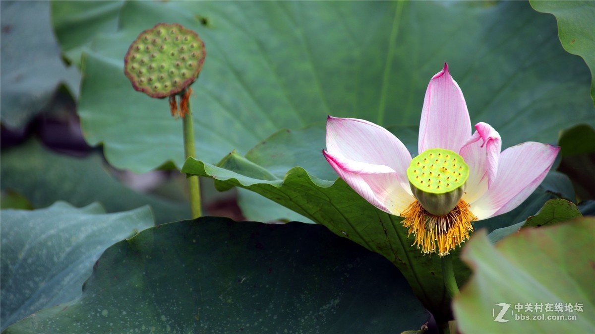 金秋时节花花草草