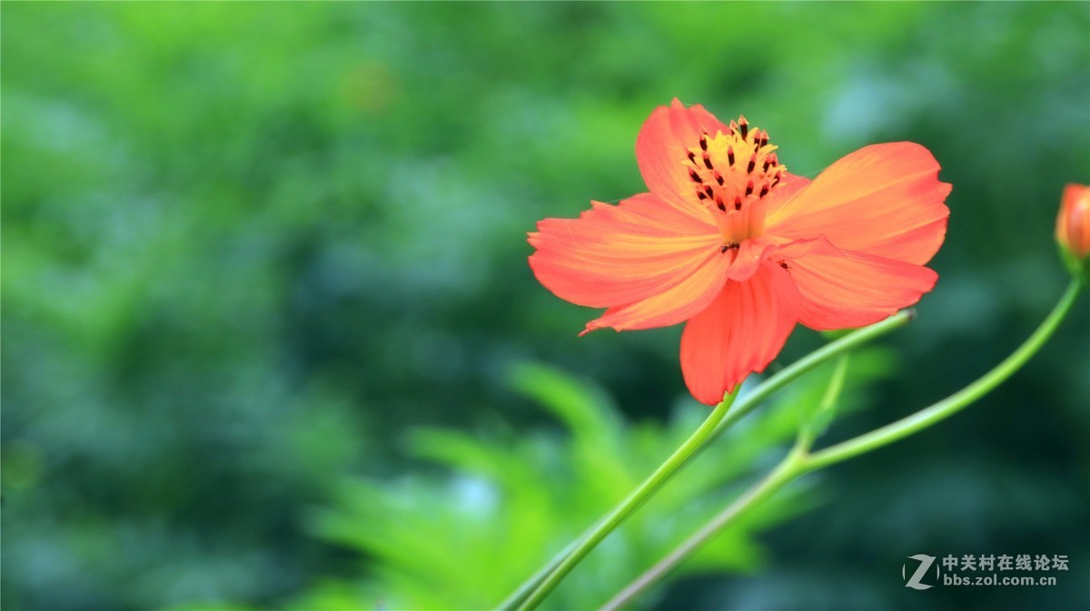 金秋时节花花草草