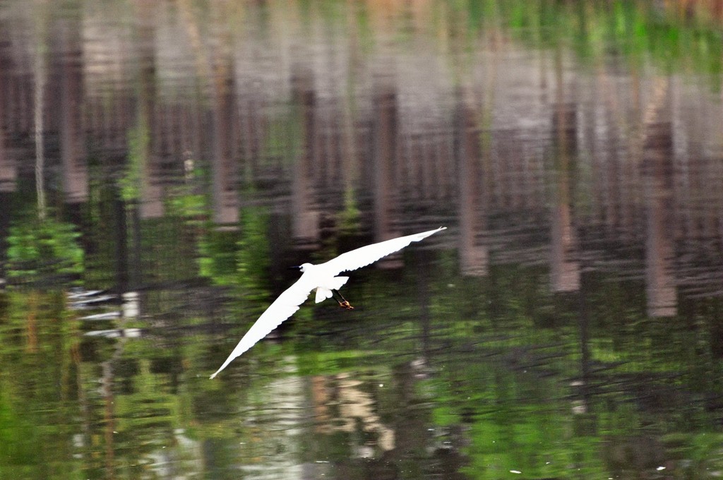 用尼康D90，70-300头拍鸟