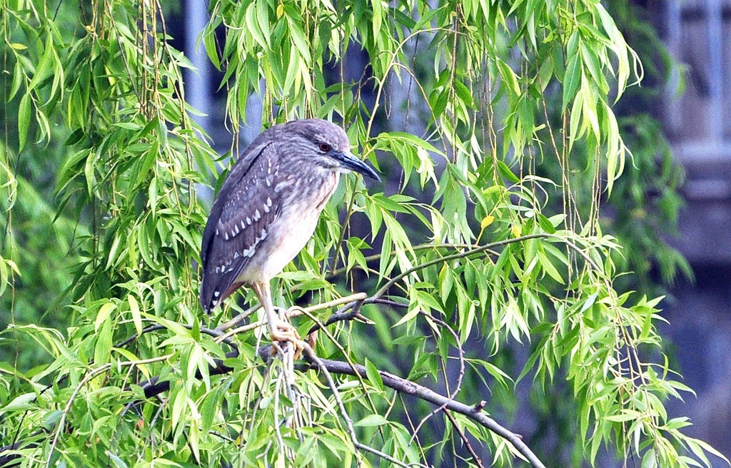 用尼康D90，70-300头拍鸟