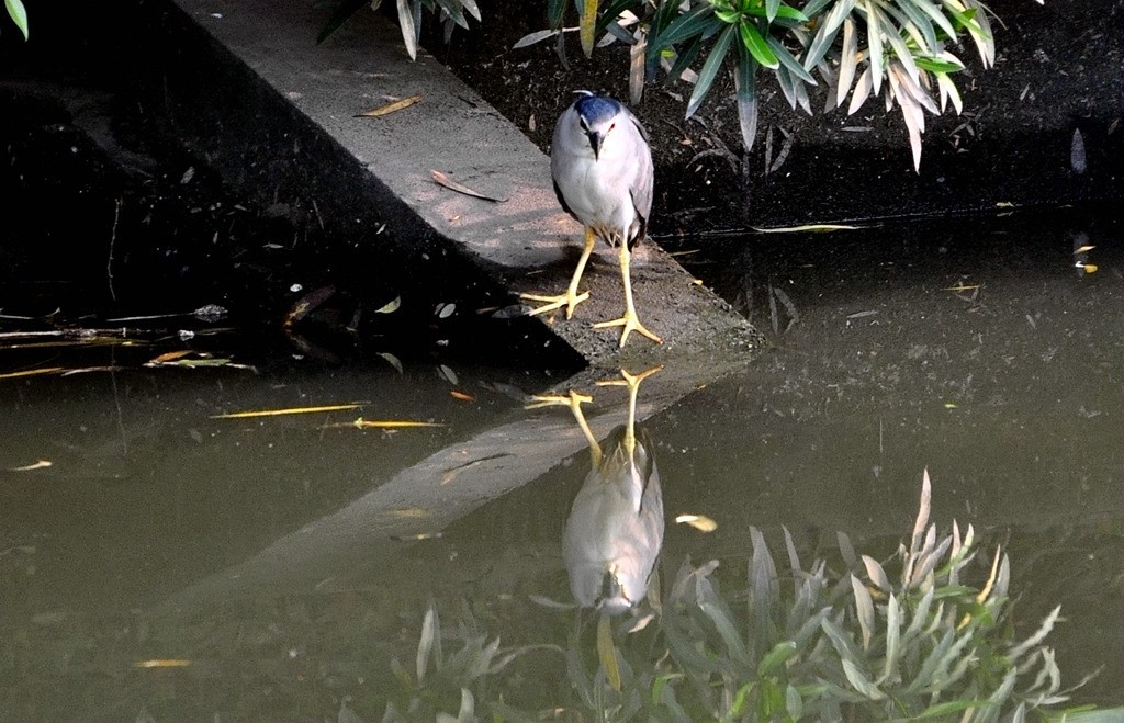 用尼康D90，70-300头拍鸟