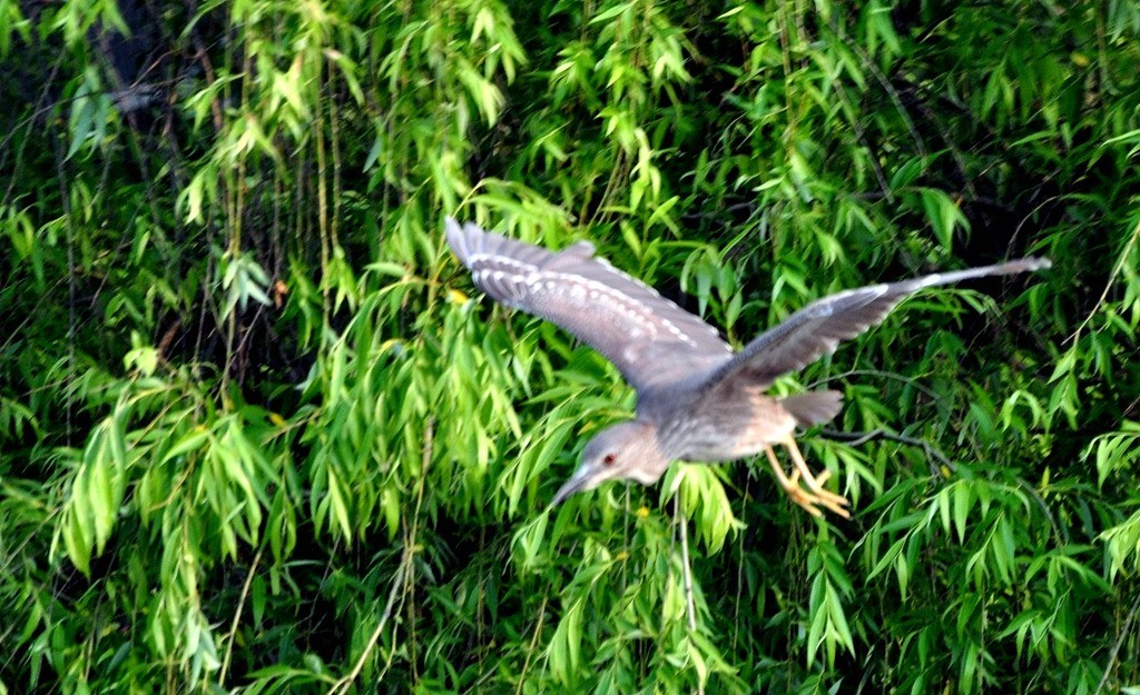 用尼康D90，70-300头拍鸟