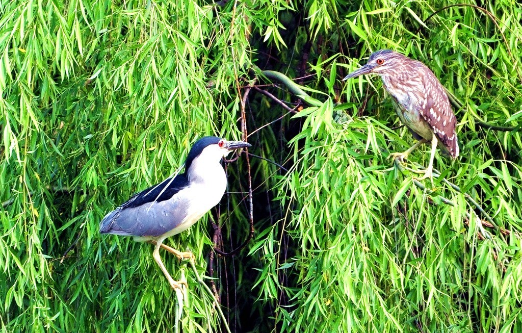 用尼康D90，70-300头拍鸟