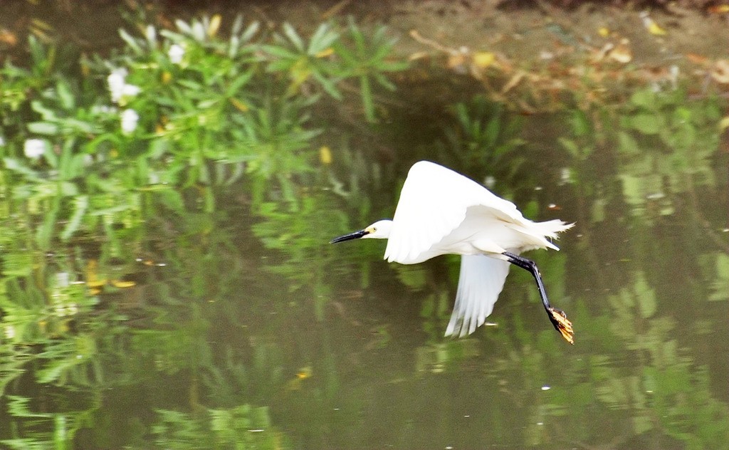 用尼康D90，70-300头拍鸟