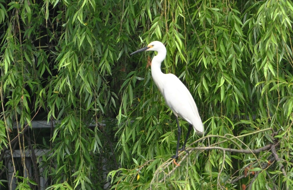 用尼康D90，70-300头拍鸟